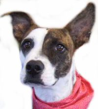 This cute bully mix is so adorable!