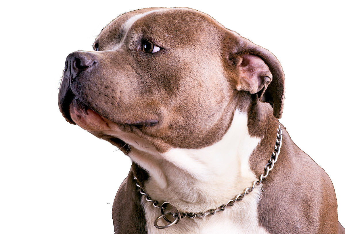 The American Bully breed was designed with one goal - to ...
