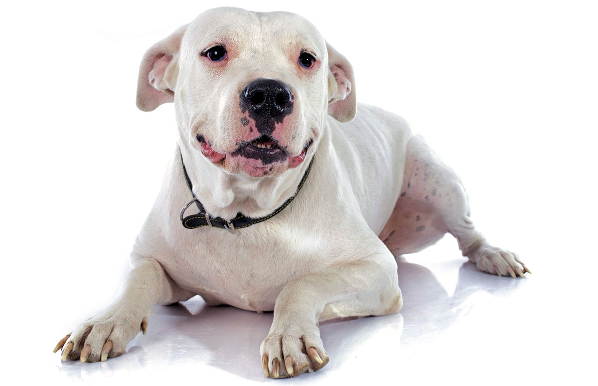 The Dogo Argentino, sometimes called the Argentinian Mastiff, began in Argentina in