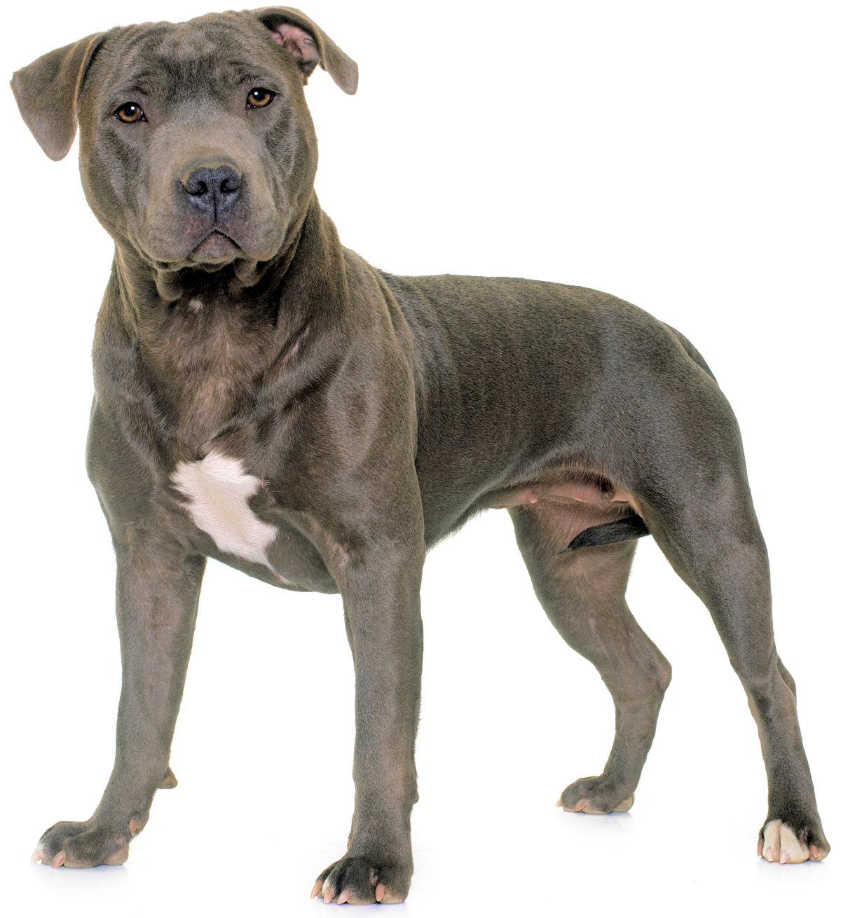 The Staffordshire Bull Terrier is a 