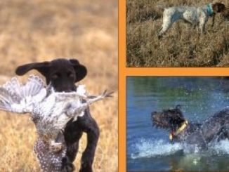 Training the Versatile Hunting Dog