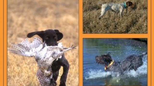 Training the Versatile Hunting Dog – BullyMix.com Official Dog Store